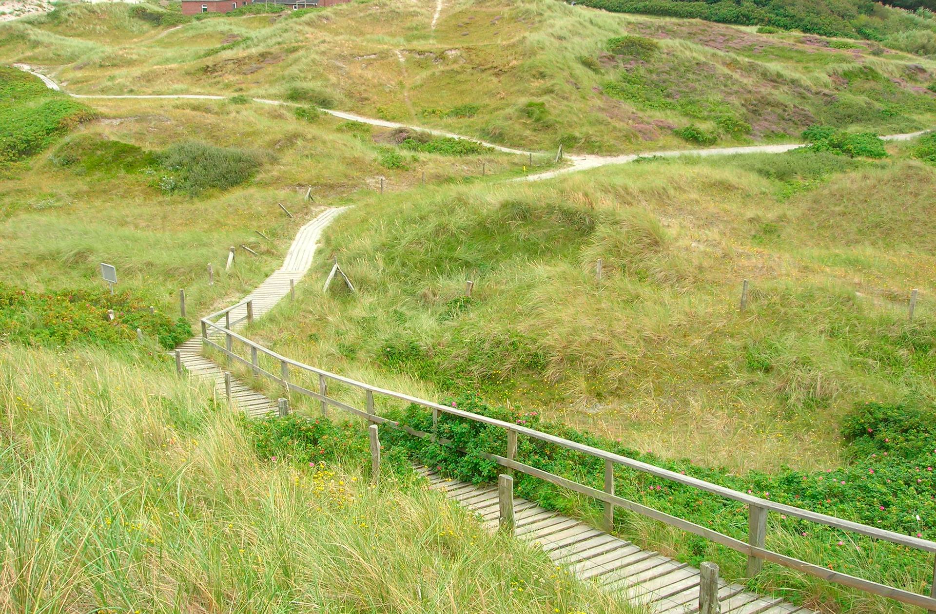 Satt grüne, hügelige Dünen mit Wegen dazwischen.