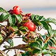Ein Hagebuttenstrauch am Strand. Die Früchte sind rot und reif. Im Hintergrund sieht man das Meer.