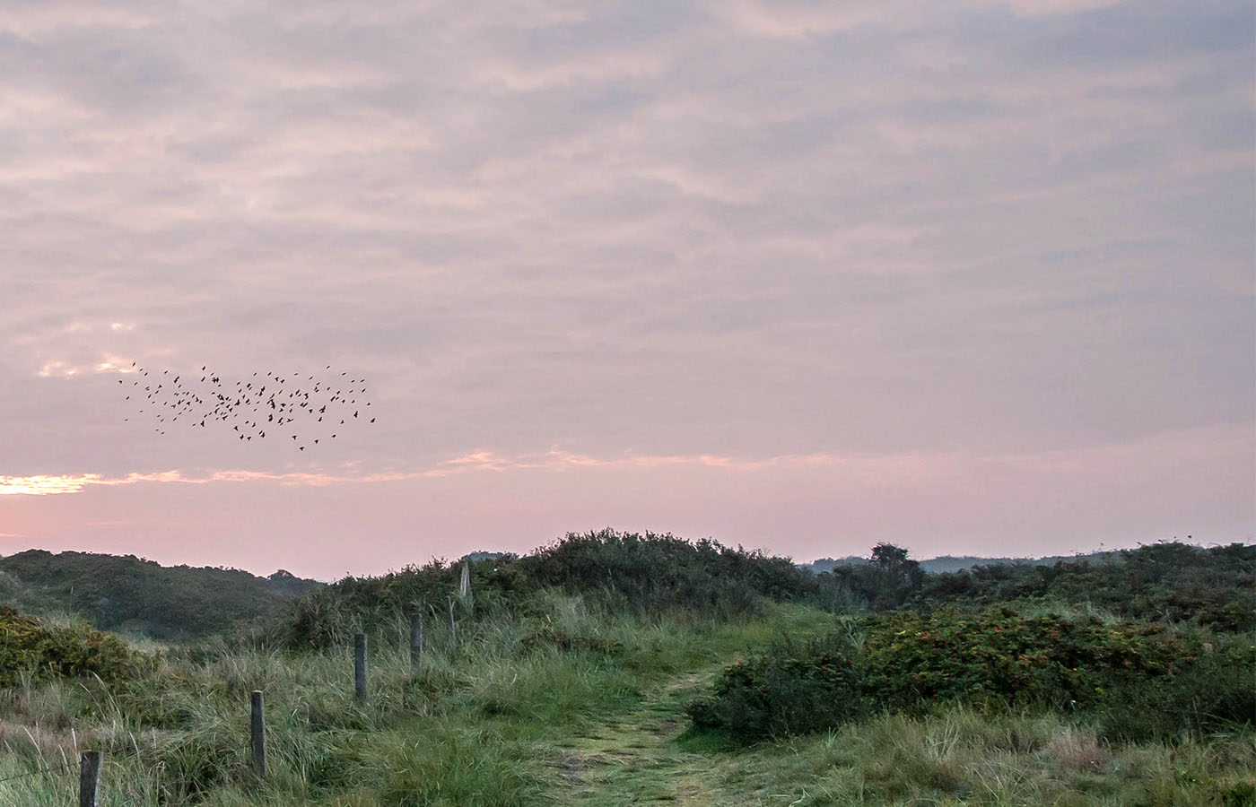Abendstimmung auf Wangerooge mit einem Vogelschwarm