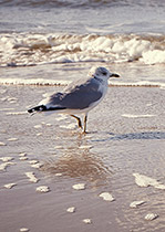 Möwe am Strand
